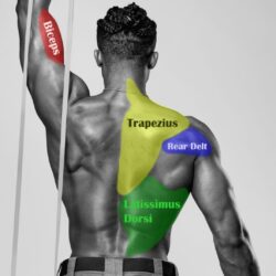 Muscoli dorsali spieren anatomy anatomie libere achter
