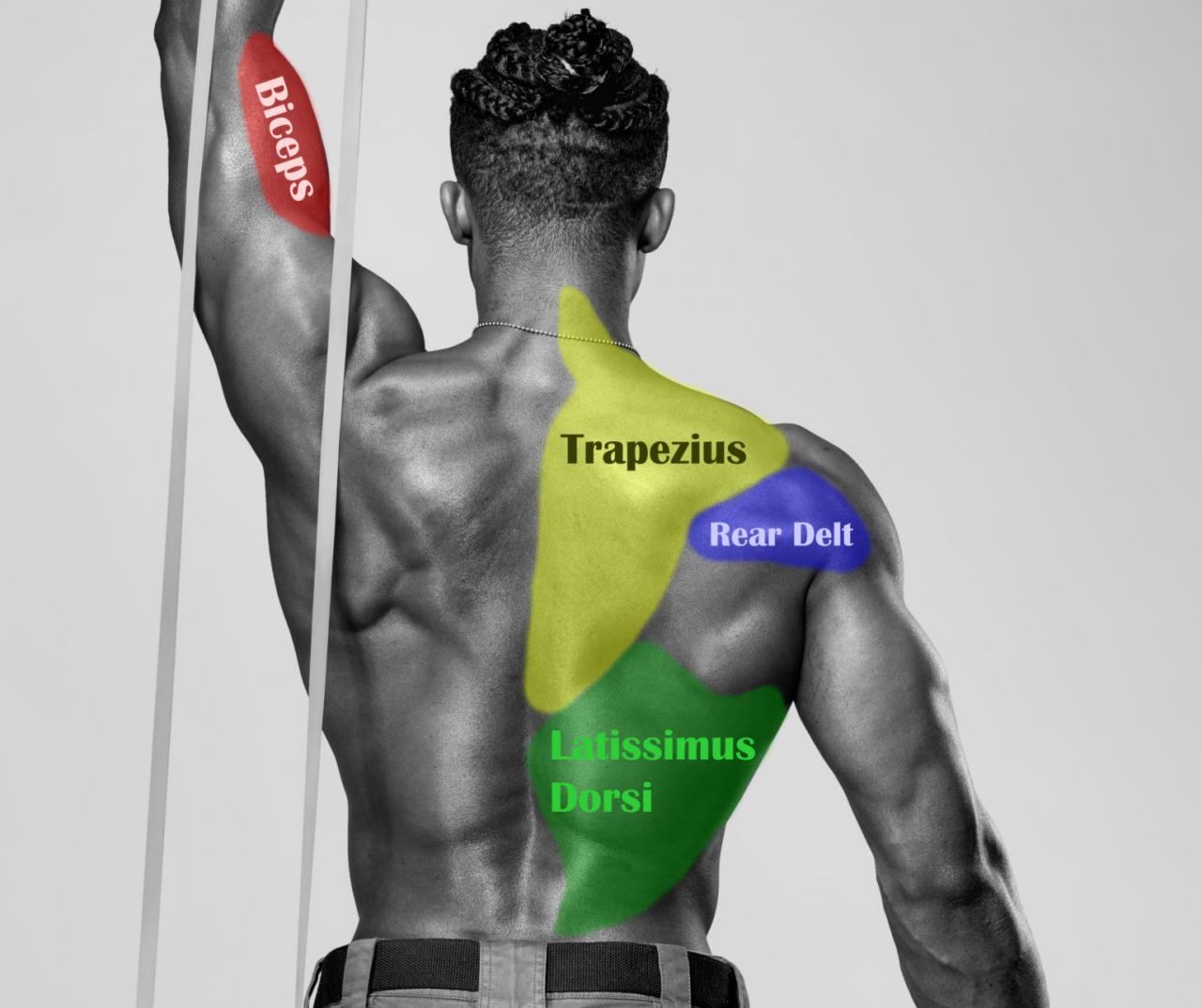 Muscoli dorsali spieren anatomy anatomie libere achter